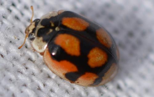 Réf. 307 679 : Adalia decempunctata